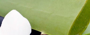 12 prednosti, ki jih ima aloe vera